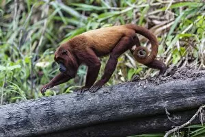 Alouatta Seniculus Collection: Adult red howler monkey (Alouatta seniculus), San Miguel Cao, Loreto, Peru, South America