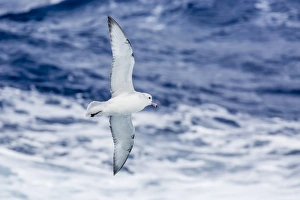 Adult Southern fulma (Fulmarus glacialoides) in flight at Coronation Island, South Orkney Islands, Antarctica Adult Southern fulma (Fulmarus glacialoides) in flight at Coronation Island, South Orkney Islands, Antarctica