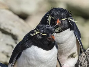 Adult southern rockhopper penguins (Eudyptes chrysocome) on New Island, Falkland Islands Adult southern rockhopper penguins (Eudyptes chrysocome) on New Island, Falkland Islands