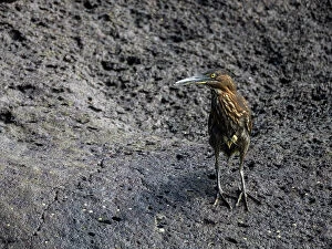 Images Dated 14th September 2023: An adult Striated Heron (Butorides striata), on a rock in Buccaneer Cove, Santiago Island