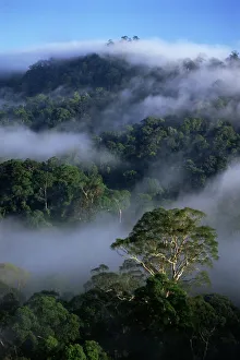 Aerial view of the canopy of virgin dipterocarp rainforest Aerial view of the canopy of virgin dipterocarp rainforest