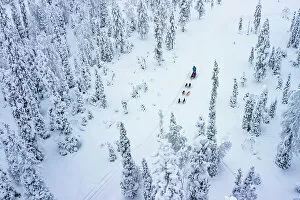 Finland Collection: Aerial view of tourists dog sledding in the snowy forest, Lapland, Finland, Europe