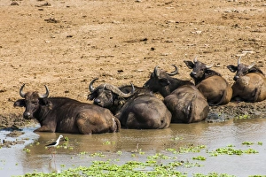 African buffalos (Cape buffalo) (Syncerus caffer), Queen Elizabeth National Park, Uganda, East Africa, Africa African buffalos (Cape buffalo) (Syncerus caffer), Queen Elizabeth National Park, Uganda, East Africa, Africa