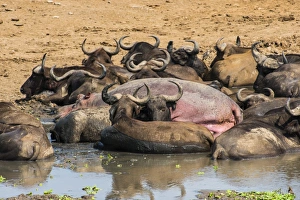 African buffalos (Cape buffalos) (Syncerus caffer), Queen Elizabeth National Park, Uganda, East Africa, Africa African buffalos (Cape buffalos) (Syncerus caffer), Queen Elizabeth National Park, Uganda, East Africa, Africa