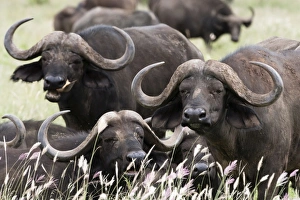 African Buffalo Habitat Prints: African buffalos (Syncerus caffer), looking at the camera, Tsavo, Kenya, East Africa