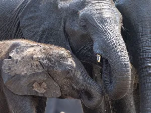 African bush elephant mother and calf (Loxodonta africana) in Hwange National Park African bush elephant mother and calf (Loxodonta africana) in Hwange National Park
