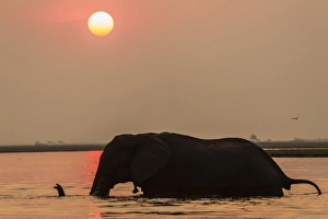 African elephant at sunset (Loxodonta africana), Chobe national park, Botswana, Africa African elephant at sunset (Loxodonta africana), Chobe national park, Botswana, Africa