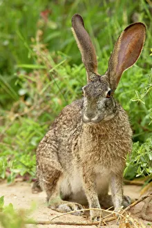 African hare (Cape hare) (brown hare) (Lepus capensis) African hare (Cape hare) (brown hare) (Lepus capensis)