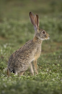 African hare or Cape hare or brown hare (Lepus capensis), Serengeti National Park African hare or Cape hare or brown hare (Lepus capensis), Serengeti National Park