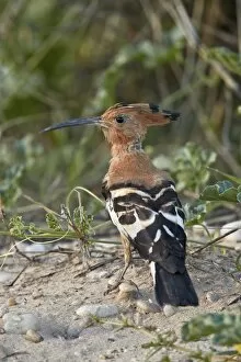 Images Dated 28th February 2017: African hoopoe (Upupa africana), Kgalagadi Transfrontier Park, South Africa, Africa