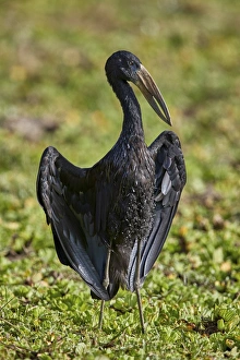 African open-billed stork (African openbill) (Anastomus lamelligerus), Selous Game Reserve African open-billed stork (African openbill) (Anastomus lamelligerus), Selous Game Reserve