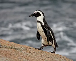 African penguin (Spheniscus demersus), Simons Town, South Africa, Africa African penguin (Spheniscus demersus), Simons Town, South Africa, Africa