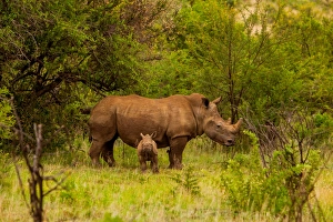 African rhino and baby, Kruger National Park, Johannesburg, South Africa, Africa African rhino and baby, Kruger National Park, Johannesburg, South Africa, Africa
