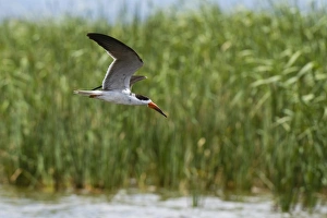 African skimmers (Rynchops flavirostris) in flight over Lake Gipe, Tsavo, Kenya African skimmers (Rynchops flavirostris) in flight over Lake Gipe, Tsavo, Kenya