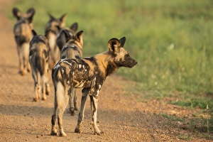 African wild dogs (Lycaon pictus), Madikwe Game Reserve, North West province, South Africa, Africa African wild dogs (Lycaon pictus), Madikwe Game Reserve, North West province, South Africa, Africa