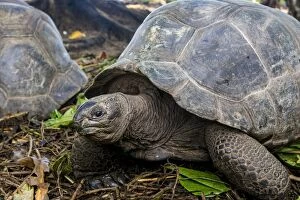 Images Dated 30th April 2014: Aldabra giant Seychelles tortoise (Aldabrachelys gigantea), Anse Takamaka, Mahe