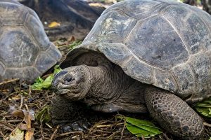 Aldabra giant Seychelles tortoise (Aldabrachelys gigantea), Anse Takamaka, Mahe Aldabra giant Seychelles tortoise (Aldabrachelys gigantea), Anse Takamaka, Mahe