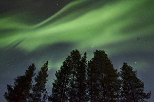 Amazing Northern Lights (Aurora borealis) display over pine trees in night skies over Kiruna, Sweden, Scandinavia Amazing Northern Lights (Aurora borealis) display over pine trees in night skies over Kiruna, Sweden, Scandinavia