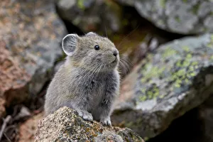 American Pika (Ochotona princeps), Yellowstone National Park, Wyoming, United States of America American Pika (Ochotona princeps), Yellowstone National Park, Wyoming, United States of America
