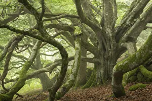 UK National Parks Prints: Ancient beech tree with enormous spreading branches, Dartmoor National Park, Devon