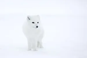 Arctic Fox Print, Churchill, Manitoba