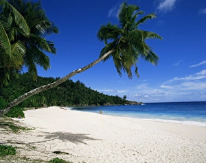 Tropical Palm Tree Photography Prints: Anse Interdance