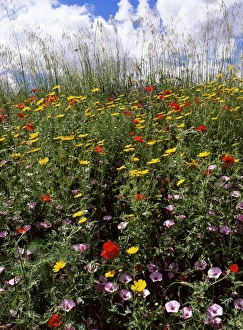 Sicilian Countryside Views Prints: April spring flowers