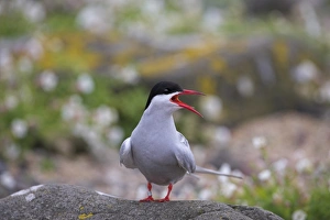British Wildlife And Nature Prints: Arctic tern