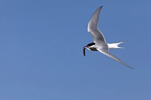 Arctic Tern Print with Fish, Farne Islands