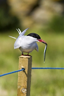 Farne Islands Wildlife Prints: Arctic tern (Sterna paradisaea), with fish, Farne Islands, Northumberland coast
