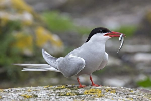 Farne Islands Wildlife Photography Prints: Arctic tern (Sterna paradisaea) with sand eel, Inner Farne, Farne Islands, Northumberland
