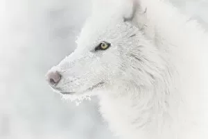 Father's Day: Arctic Wolf