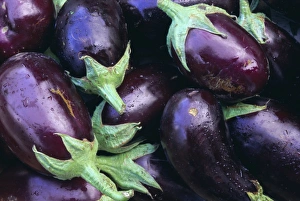 Images Dated 4th August 2008: Aubergines Print, Tuscany Landscape