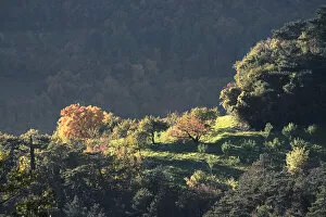 Images Dated 10th February 2021: Autumn colors on trees, Lessinia, Veneto, Italy, Europe