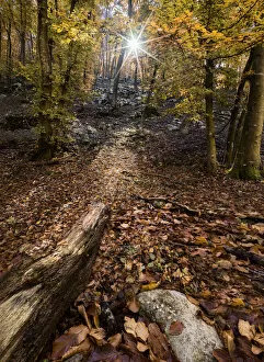 Images Dated 10th February 2021: Autumn colors in a wood with a sun burst between the trees, Veneto, Italy, Europe