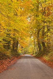 Autumn colours in the beech trees on the road to Turkdean in the Cotwolds, Gloucestershire, England, United Kingdom Autumn colours in the beech trees on the road to Turkdean in the Cotwolds, Gloucestershire, England, United Kingdom