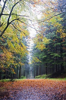 Autumn foliage, Brecon Beacons National Park, South Wales, United Kingdom, Europe Autumn foliage, Brecon Beacons National Park, South Wales, United Kingdom, Europe