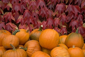 Autumnal display of pumpkins against virginia creeper at organic farm shop Autumnal display of pumpkins against virginia creeper at organic farm shop