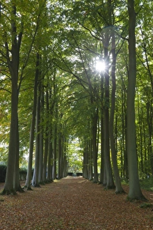 Cotswolds Landscape Images Prints: Avenue of beech trees, Mickleton, Cotswolds, Gloucestershire, England, United Kingdom