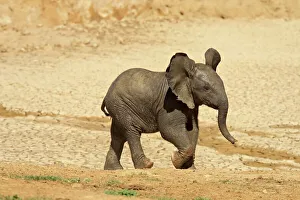 Baby African elephant (Loxodonta africana) running Baby African elephant (Loxodonta africana) running