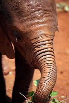 Images Dated 22nd February 2009: A baby elephant at the David Sheldrick Wildlife Trust elephant orphanage
