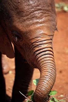A baby elephant at the David Sheldrick Wildlife Trust elephant orphanage A baby elephant at the David Sheldrick Wildlife Trust elephant orphanage
