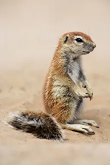 Baby ground squirrel (Xerus inauris), Kgalagadi Transfrontier Park, South Africa, Africa Baby ground squirrel (Xerus inauris), Kgalagadi Transfrontier Park, South Africa, Africa