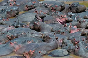 Baby hippo standing in the middle of a herd (Hippopotamus amphibius), Masai Mara National Reserve Baby hippo standing in the middle of a herd (Hippopotamus amphibius), Masai Mara National Reserve