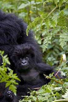 Baby mountain gorilla (Gorilla gorilla beringei) eating leaves Baby mountain gorilla (Gorilla gorilla beringei) eating leaves