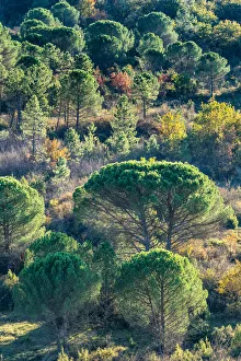 Backlit Pine Trees Print, Tuscany Landscape