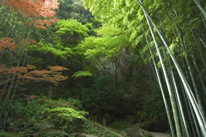 Japanese Bamboo Grove Prints: Bamboo forest