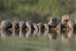 Banded mongoose (Mungos mungo) drinking, Zimanga private game reserve, KwaZulu-Natal Banded mongoose (Mungos mungo) drinking, Zimanga private game reserve, KwaZulu-Natal