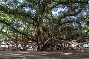 Banyan tree, Lahaina, Maui, Hawaii, United States of America, Pacific Banyan tree, Lahaina, Maui, Hawaii, United States of America, Pacific
