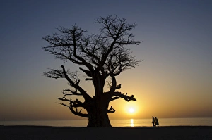 Baobab tree and couple walking, Sine Saloum Delta, Senegal, West Africa, Africa Baobab tree and couple walking, Sine Saloum Delta, Senegal, West Africa, Africa